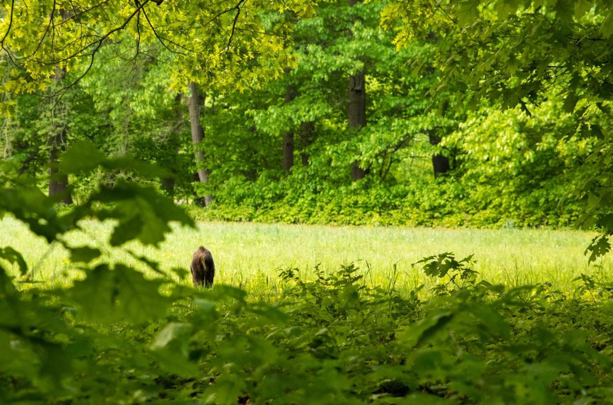 Vakantiewoning Heidebos In Het Nationaal Park Hoge Kempen Opglabbeek Eksteriør bilde